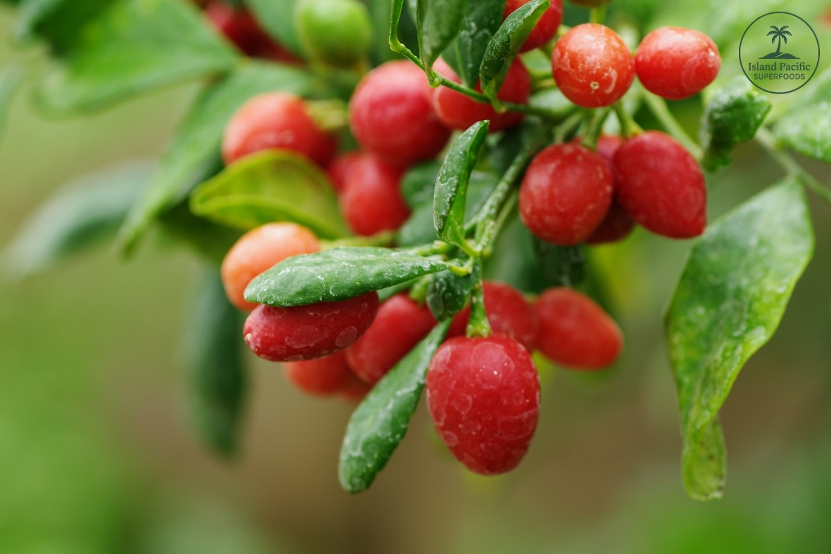 The Nutritional Power of Berries and Their Health Benefits